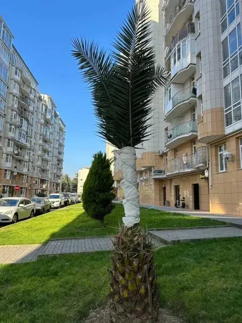 Сириус: Апартаменты Солнечные у Парка Южные Культуры