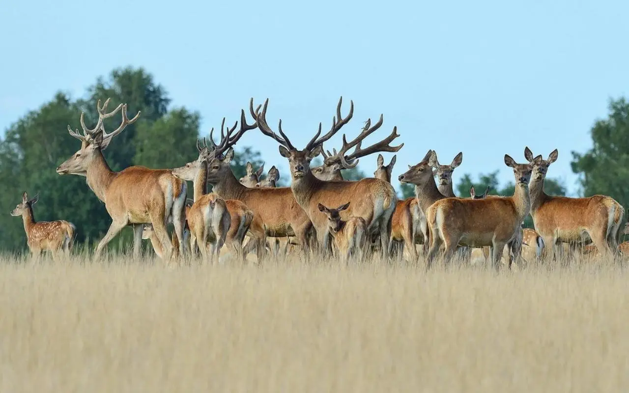 Жуковка: Парк-отель Славянка