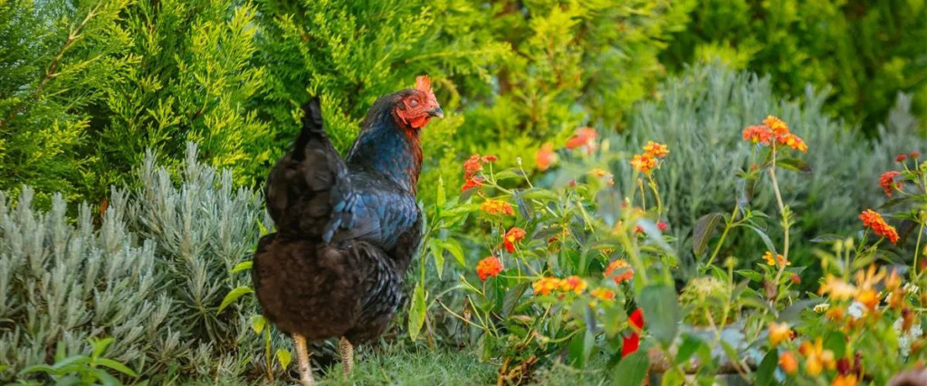 Чешме: BELLAPİETRA Hotel