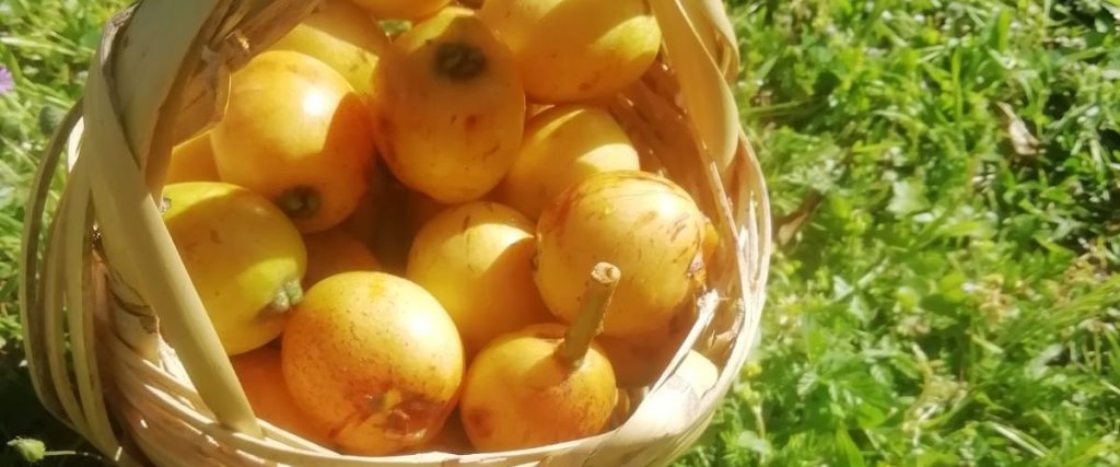 Датча: Bahar Bahçe Datça