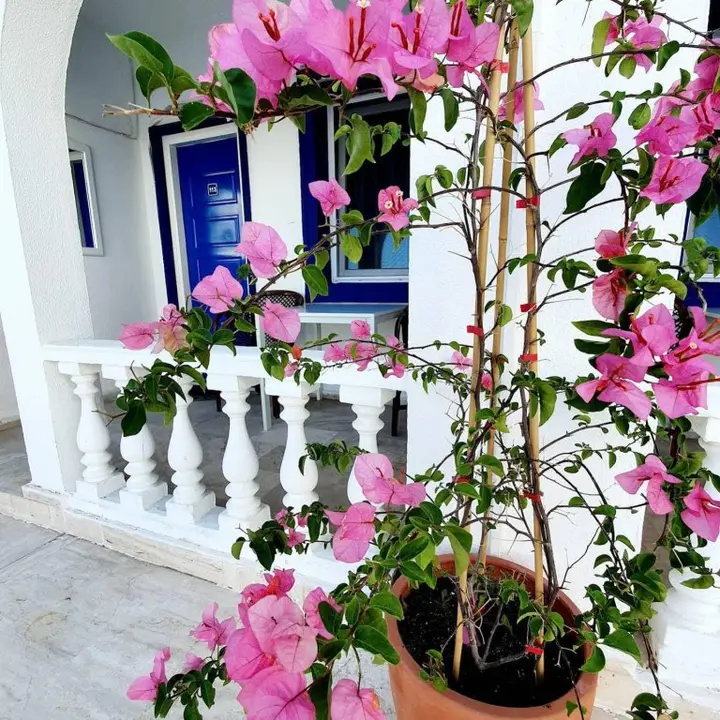 Бодрум: Dreams Bodrum Otel