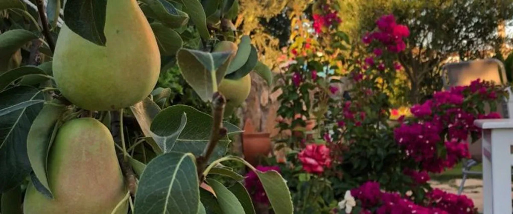 Бозджаада: Flora Otel Bozcaada