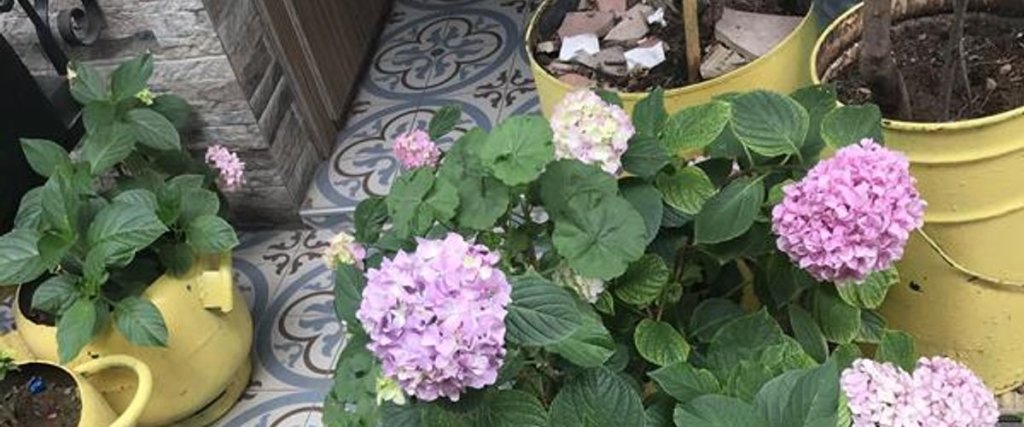 Бююкада: Büyükada Çiçekyalı Pansiyonu