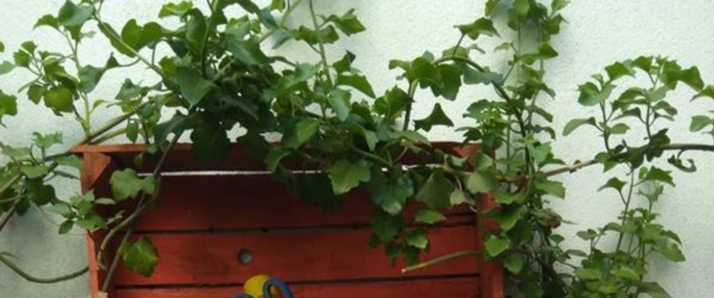 Сыгаджик: Sigacik Zeytin Ev Pansiyon