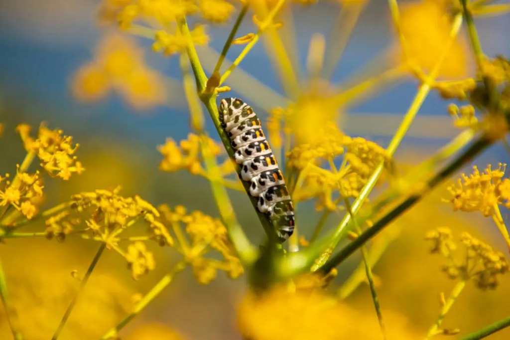 Датча: Goknar Knidos Nature Otel