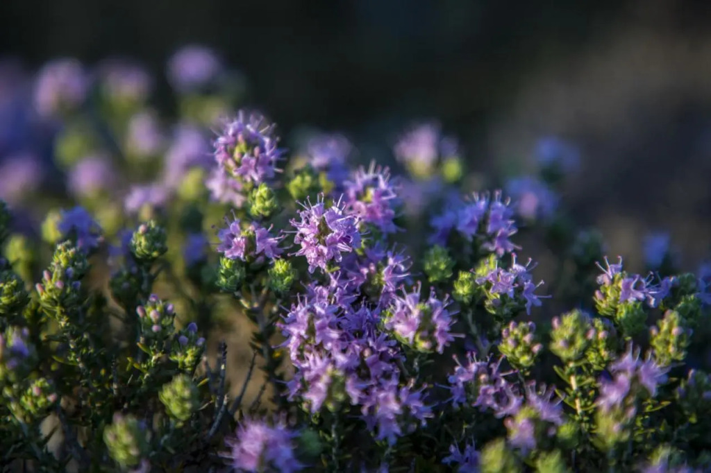Датча: Goknar Knidos Nature Otel