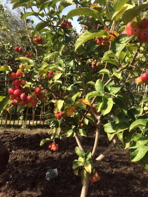 Манавгат: Elis Beach Hotel