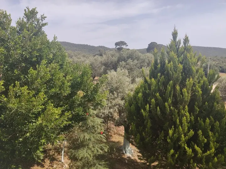 Патара: Patara Ince Hotel