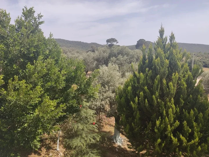 Патара: Patara Ince Hotel