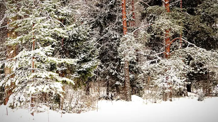 Приморск: Guest house Berezki