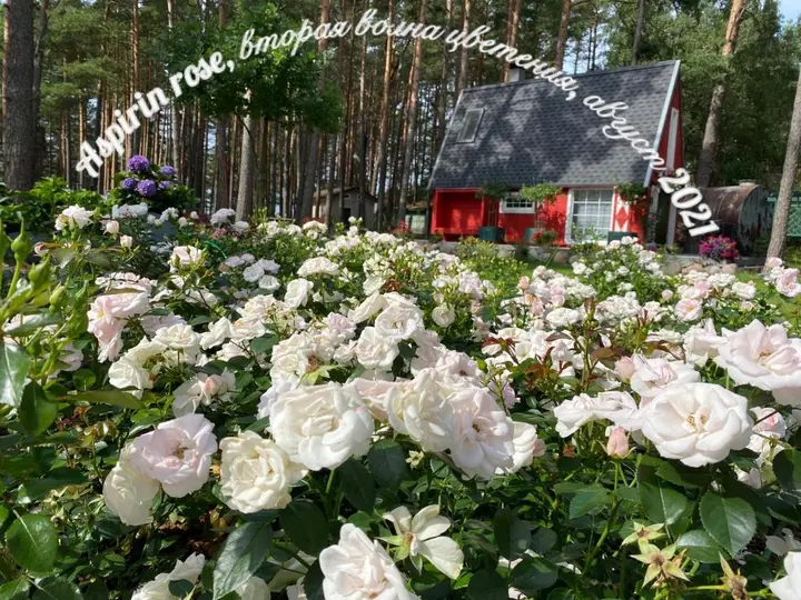 Приморск: Коттедж Вязоград