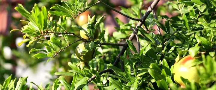 Чиралы: Flora Pansiyon Cirali