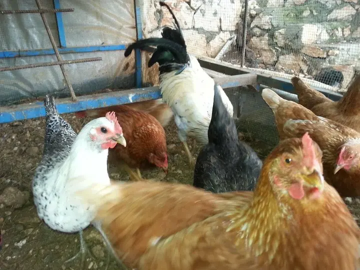 Кумлуджа: Beymelek Taş Evler