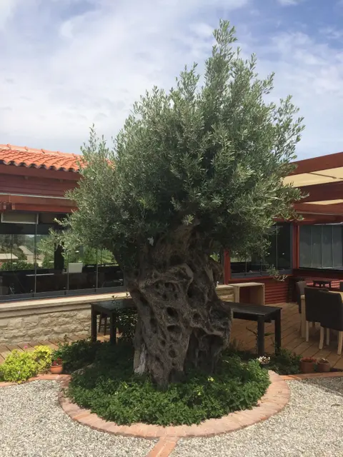 Урла: Urla Bagevi Boutique Hotel - Special Class