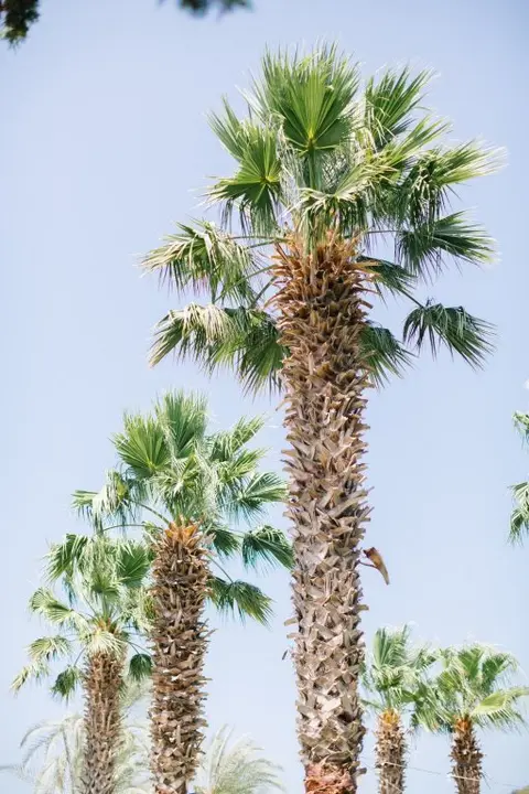 Голькой: Отель Selvi Beach