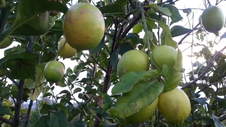 Дальян: Yeni Adet Organic Hotel & Sun Dalyan