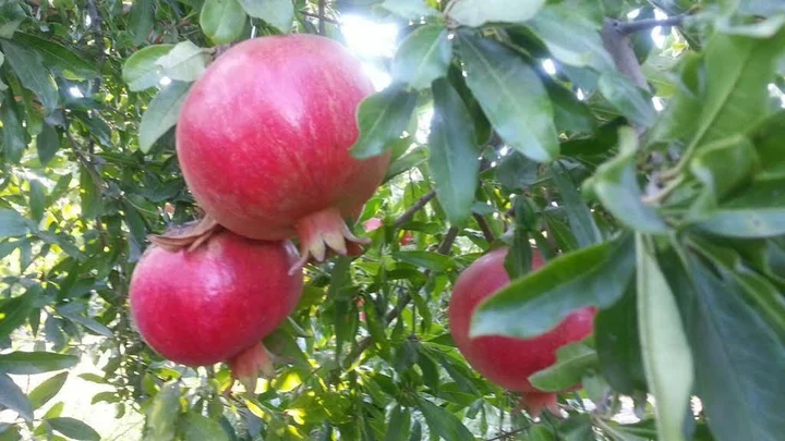 Дальян: Yeni Adet Organic Hotel & Sun Dalyan