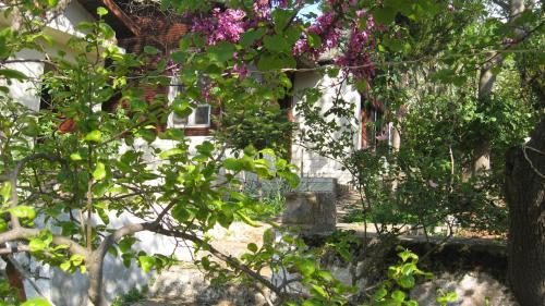 Айвалык: Ayvalik Dostlar Pansiyon