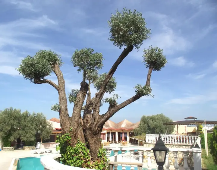 Helvaci: Alize Tatil Koyu