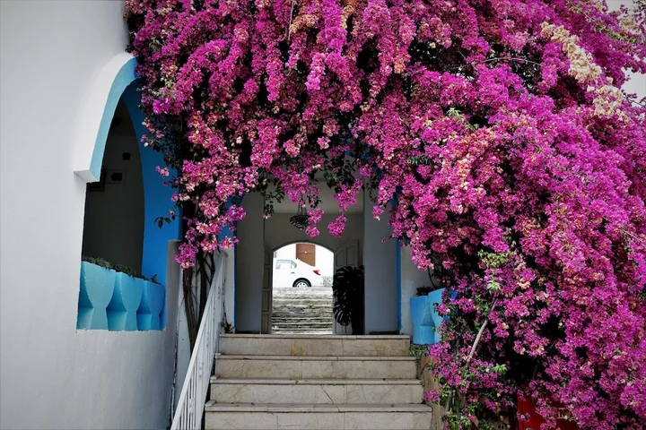 Бодрум: Palma Hotel