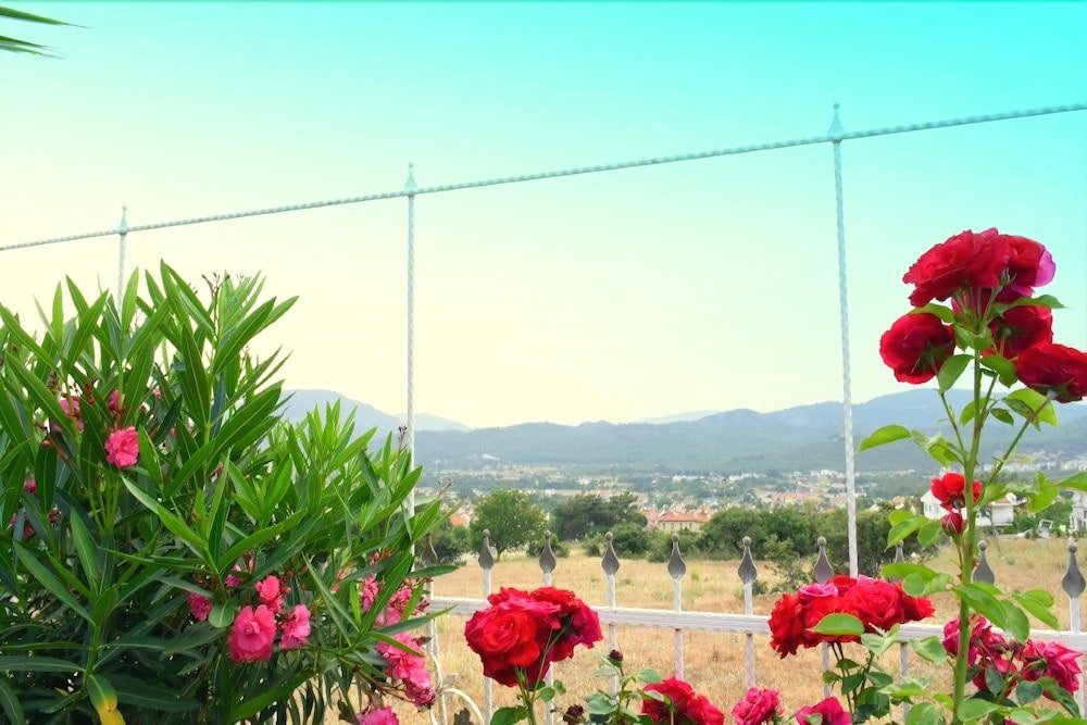 Калкан: Villa Flora