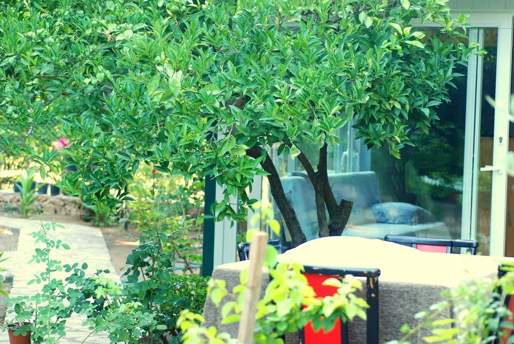 Чиралы: Cemil's Guest House