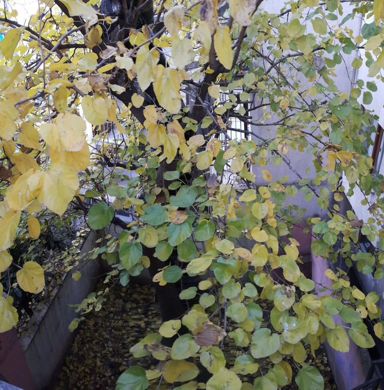 Бурса: Eves Home Pension