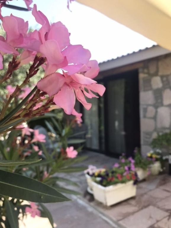 Дикили: Cumhur Yesilirmak Butiqe Hotel