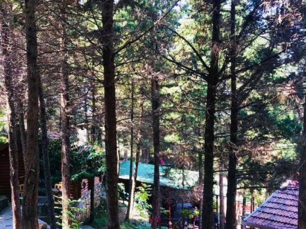 Сайл: Agva Orman Evleri Forest Lodge