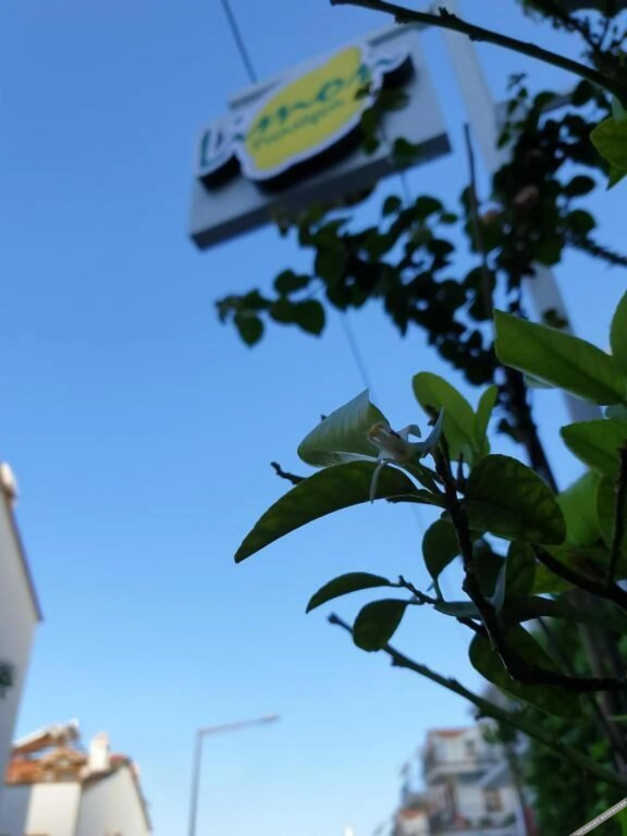 Каш: Limon Pansiyon