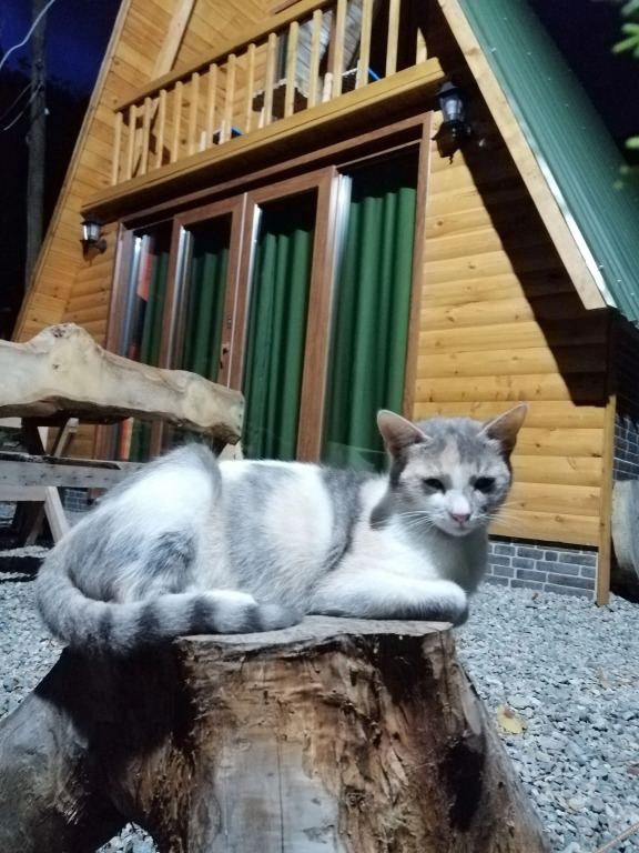 Чамлыхемшин: Yasam Bungalov