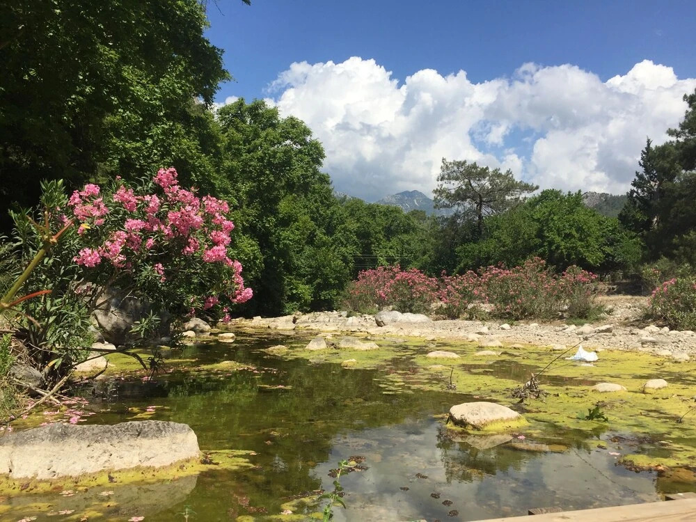 Кумлуджа: Canario Bungalows Pension
