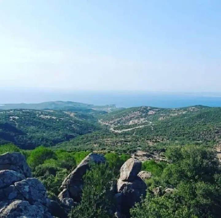 Дикили: Dikili Papaya Evleri Tatil Koyu
