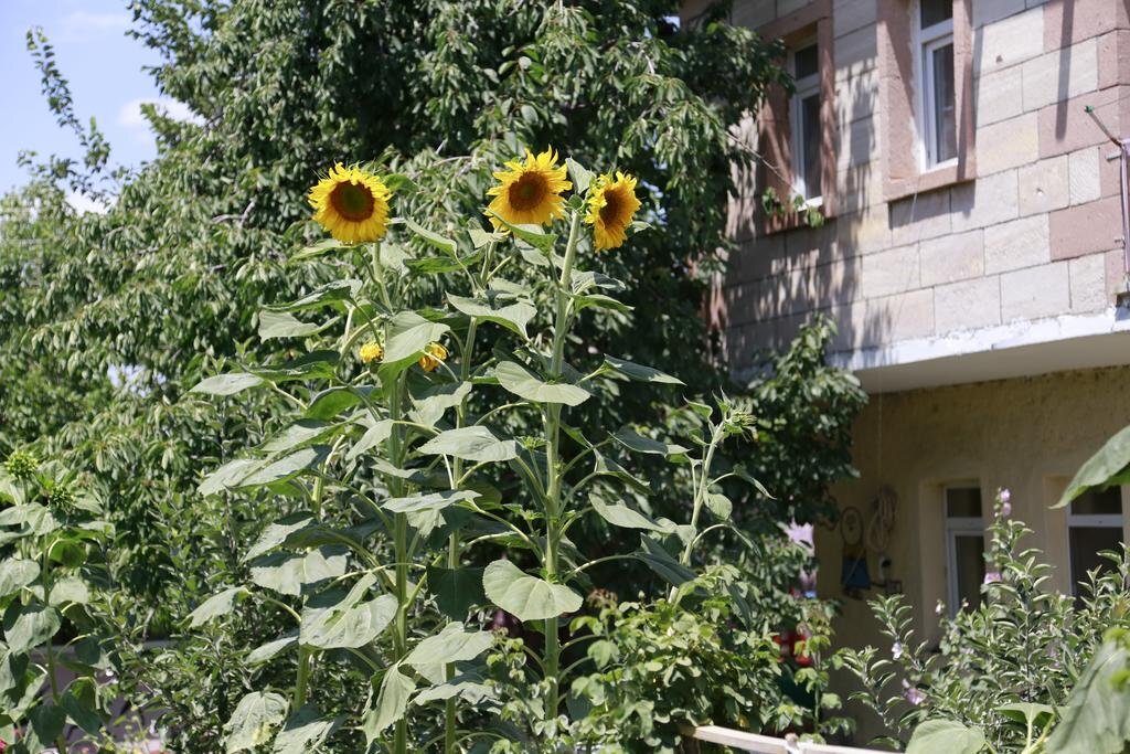 Учисар: Hotel Philosophia