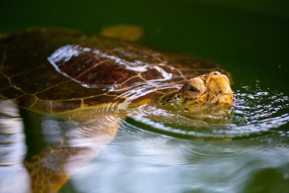 Дальян: Villa Gunsu Large Private Pool A C Wifi Car Not Required