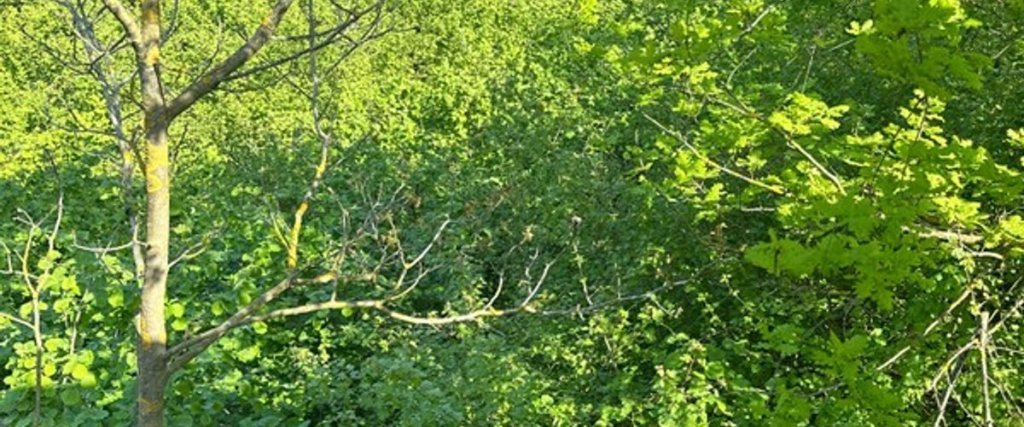Сайл: Ağva Bungalov Adult Only
