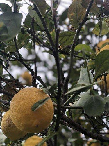 Мугла: Limon Datca