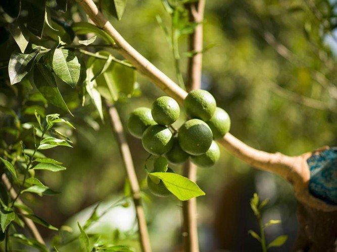 Мугла: Limon Datca