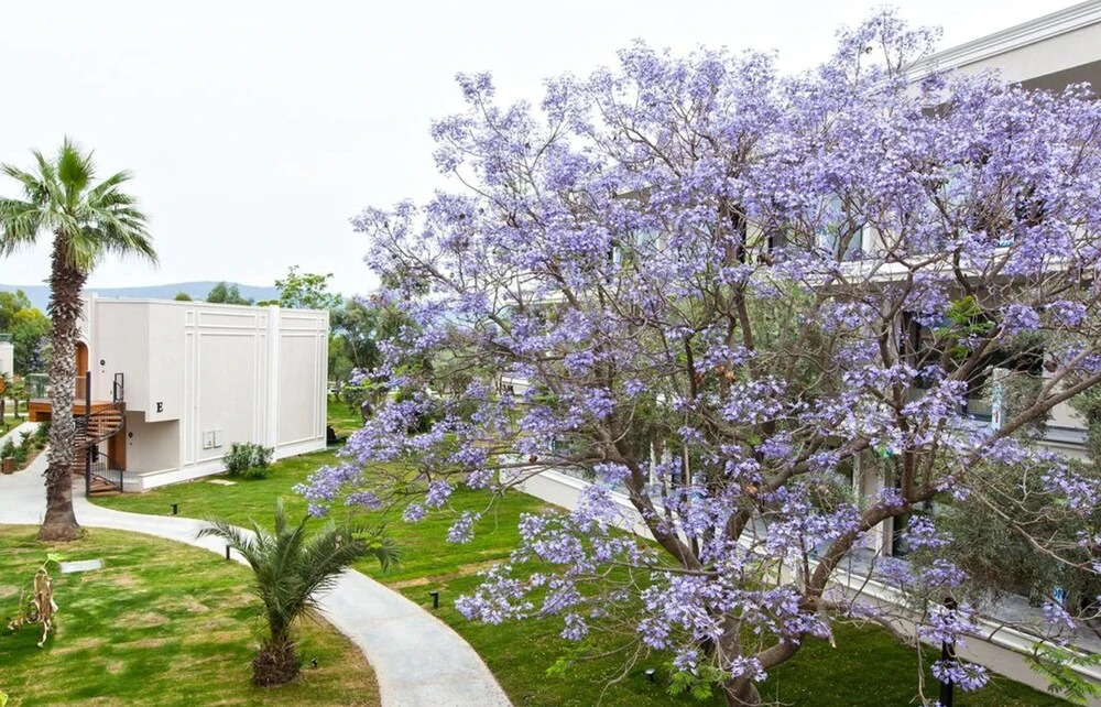 Капикири: Halal Paradise Didim