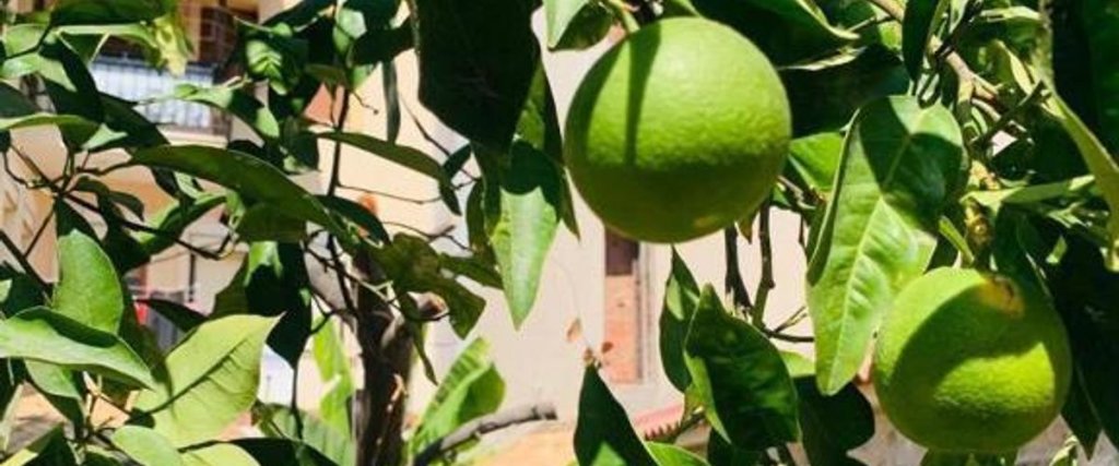 Фоча: Limonade Pansiyon