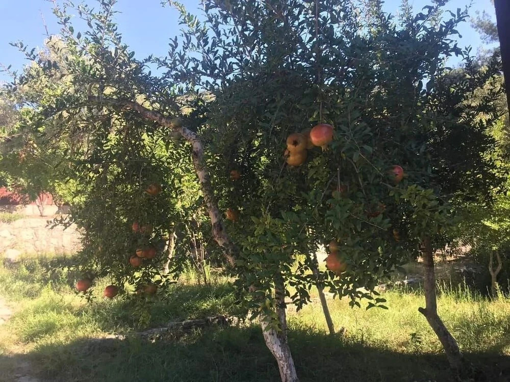 Кумлуджа: Esvida Arzum Bungalow
