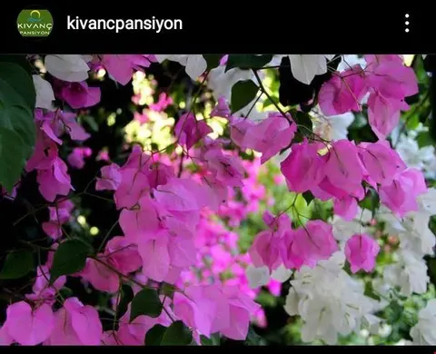 Орен: Kivanc Pansiyon