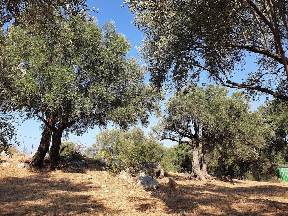 Патара: Patara Caretta Hotel