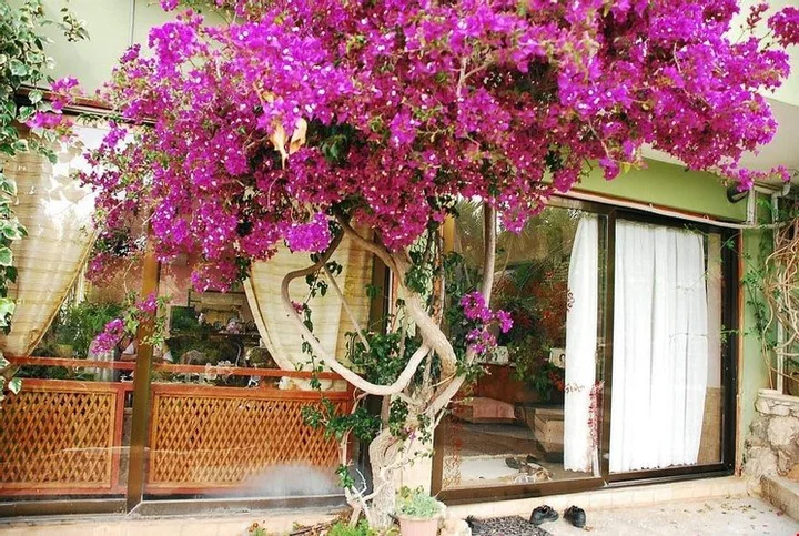 Патара: Merhaba Patara Boutique Hotel