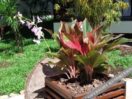 Ко Чанг: Lucky Gecko Garden