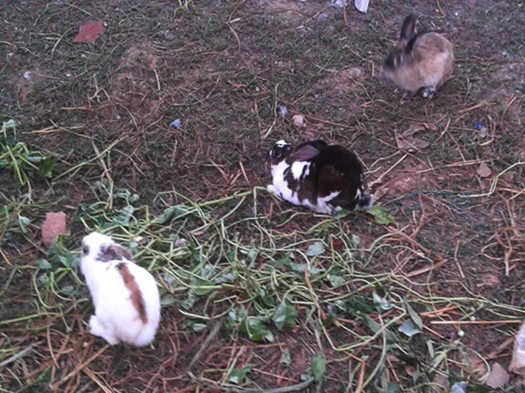 Тхаланг: Yesterday Country Resort