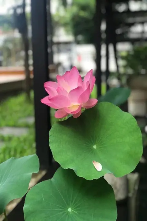 Чиангмай: The Wishes Hotel at Chiangmai