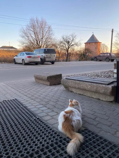 Великий Новгород: Гостевой дом Три Кота