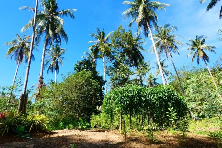Ко Куд: Chom Suan Homestay