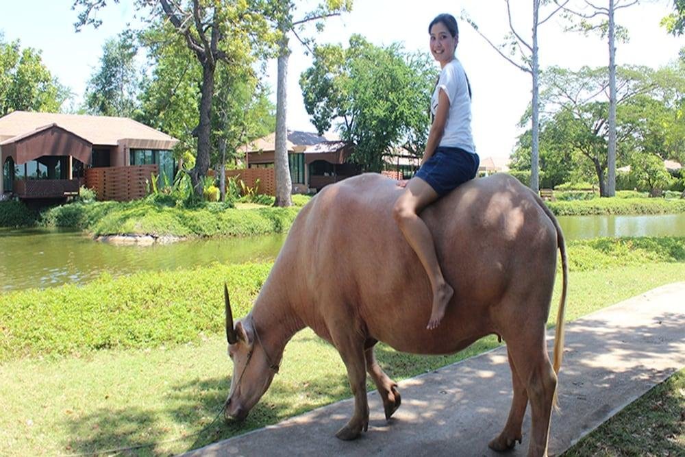 Кхонкэн: Wishing Tree Resort, Khon Kaen